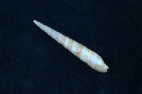 藏品(紅磚筍螺)的圖片